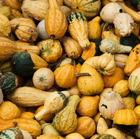 Squash