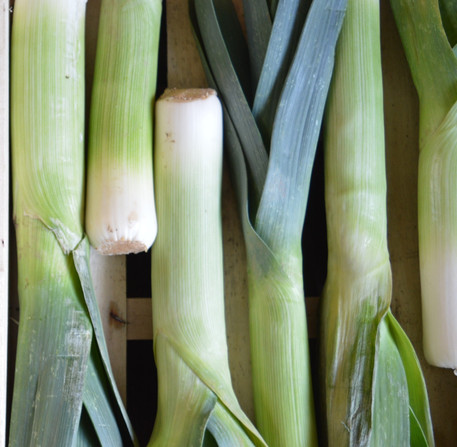 Leek