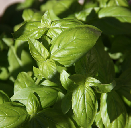 Basil