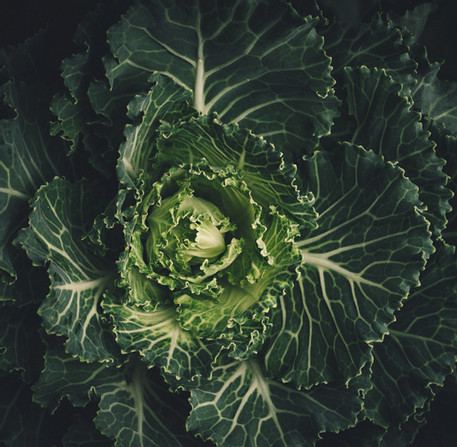 Savoy Cabbage